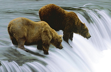 Brown bears, ursus arctos. Two bears at waterfall waiting to catch leaping salmon; summer; long exposure time usa, alaska. Brooks falls