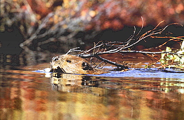 Beaver, castor canadensis. Swimming and pulling a branch ; red tundra refleced in the water. Canada