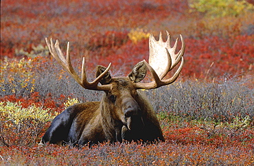 Moose, alces alces. Male bull standing in tundra in autumn. North america