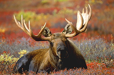 Moose, alces alces. Male bull standing in tundra in autumn. North america