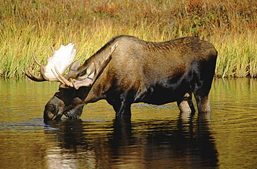 Moose, alces alces. Male bull standing in pond drinking. North america