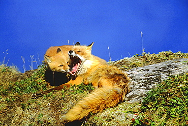 Red fox, vulpes vulpes. Mother yawning; young cub looking into mothers mouth