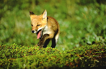 Red fox, vulpes vulpes. Portrait; walking in tundra in the summer