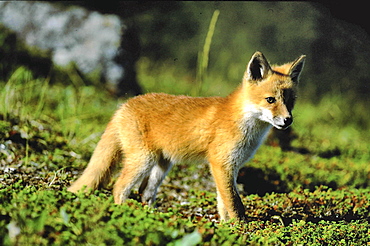 Red fox, vulpes vulpes. Portrait of young cub in the evening light in summer