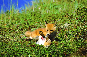 Red fox, vulpes vulpes. Two cubs playing in the summer