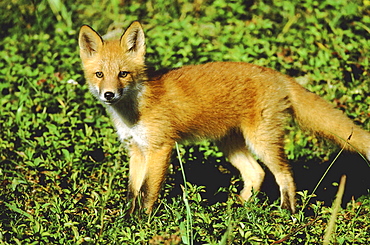 Red fox, vulpes vulpes. Portrait of young cub. Summer .