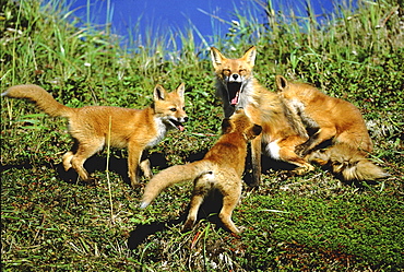 Red fox, vulpes vulpes. Mother and cubs. Summer .