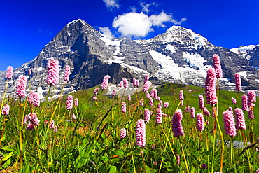 Swiss Alps, Eiger and Moench, Bernese Oberland, Switzerland