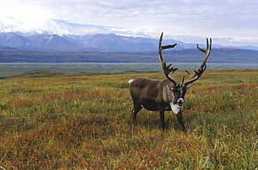 Caribou, rangifer tarandus. Male/ bull in tundra; usa, alaska (alaska range in background)