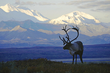 Caribou, rangifer tarandus. Male/ bull in tundra; usa, alaska (alaska range in background) .