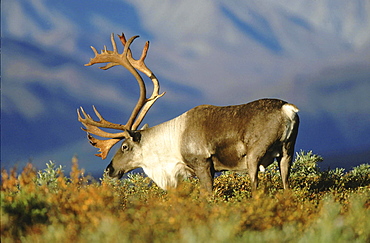 Caribou, rangifer tarandus. Male/ bull in tundra; usa, alaska (alaska range in background) .