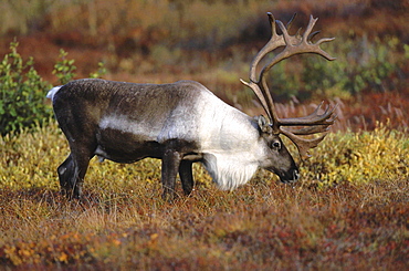 Caribou, rangifer tarandus. Male/ bull in tundra; usa, alaska (alaska range in background) .