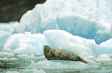 Spotted seal, phoca largha. Summer; lying on ice floe; mass of ice as backdrop