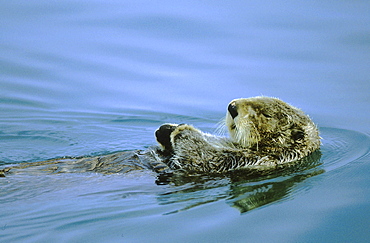 Sea otter, enhydra lutris. Swimming; lying on its back; summer; .