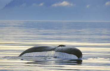 Humpback whale, megaptera novaeangliae. Fluke