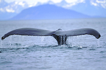 Humpback whale, megaptera novaeangliae. Fluke