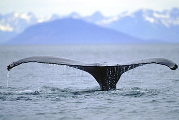 Humpback whale, megaptera novaeangliae. Fluke