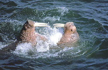 Walrus, odobenus rosmarus. Males/ bulls fighting in the water; long white tusks