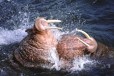 Walrus, odobenus rosmarus. Males/ bulls fighting in the water; long white tusks