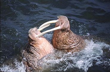 Walrus, odobenus rosmarus. Males/ bulls fighting in the water; long white tusks