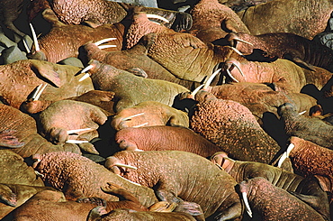 Walrus, odobenus rosmarus. Males/ bulls lying on top of each other; summer; long white tusks