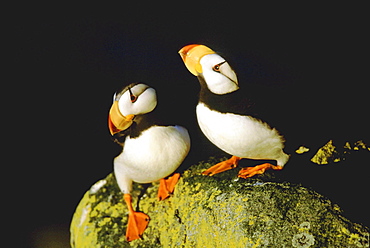 Horned puffin, fratercula corniculata. Couple standing on rock; evening light