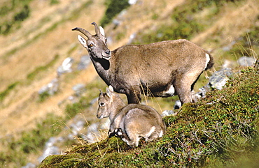 Ibex or steinbok, capra ibex. Mother with young