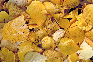 Birch tree. Birch tree leaves in autumn colour; covering the ground