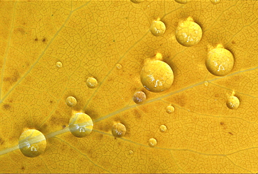 Birch tree. Birch tree leaf in autumn colour; with raindrops; close up