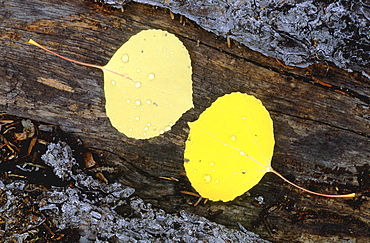 Birch tree. Yellow birch tree leaves with raindrops, lying on bark; close up: autumn