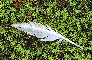 Feather. White feather with waterdrops; in green tundra vegetation; closeup