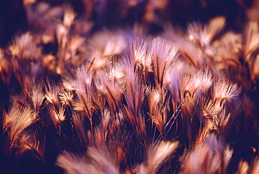 Wheat. Wild wheat reflecting the glow of the midnight sun