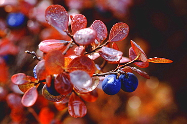 Blueberries. With raindrops; autumn colours