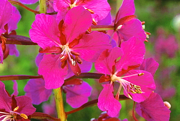 Fireweed, epilobium angustifolium. Evening light; brilliant pink flowers; close up