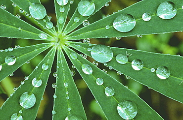 Close-up of a leaf. Lupine leaf with raindrops