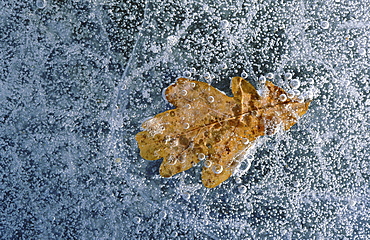 Oak tree leaf. Close-up of leaf under a lear of ice