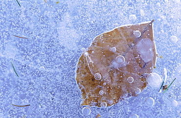 Leaf. Leaf under a layer of ice; close up