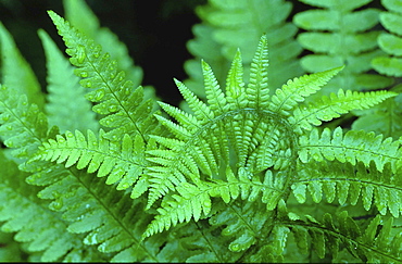 Fern. Young fern covered in raindrops