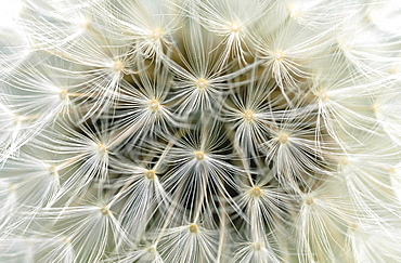 Dandelion, taraxacum officinale. Close up of seedheads in spring