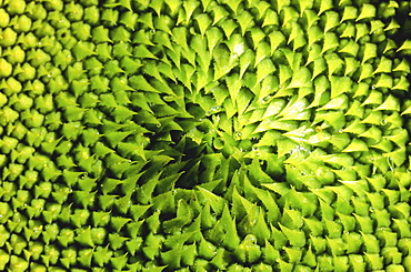 Sunflower, helianthus annuus. Close up of the centre of the sunflower in spring