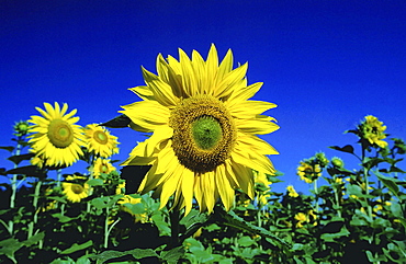 Sunflower, helianthus annuus. Close up of the centre of the sunflower in spring