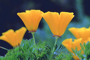 Californian poppy, eschscholtzia californica. Spring