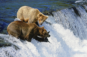 Brown bear. Ursus arctos. At waterfall / brooks falls. Catching leaping sockeye salmon in summer. Katmai n.p, alaska, usa