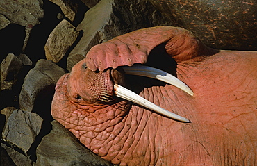 Walrus. Odobenus rosmarus. Male/bull in summer. Round island, walrus island state game sanctuary, alaska, usa