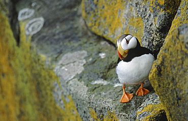 Horned puffin. Fratercula corniculata. Round island, walrus islands state game sanctuary alaska, usa