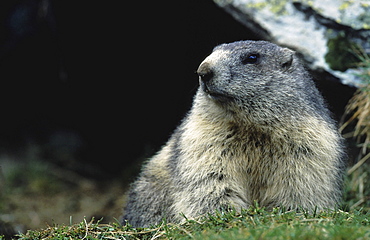 Alpine marmot. Marmota marmota. Rieder alp, vallias, wallis, switzerland