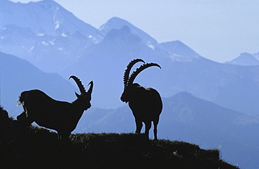 Alpine ibex. Capra ibex. Male with big horns. Niederhorn, bernese oberland, switzerland