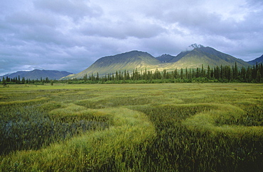 Bog, usa. Alaska, along george parks highway. Boggy area with hills in the background