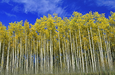 Birch trees, canada. Yukon, along the alaska highway. Autumn