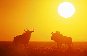 Blue wildebeest. Connochaetes taurinus. Two males silhouetted in the evening sun. Etosha national park, namibia, africa.